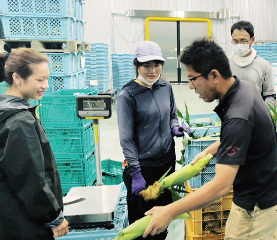 とうもろこし 収穫後すぐ冷蔵・産地直送