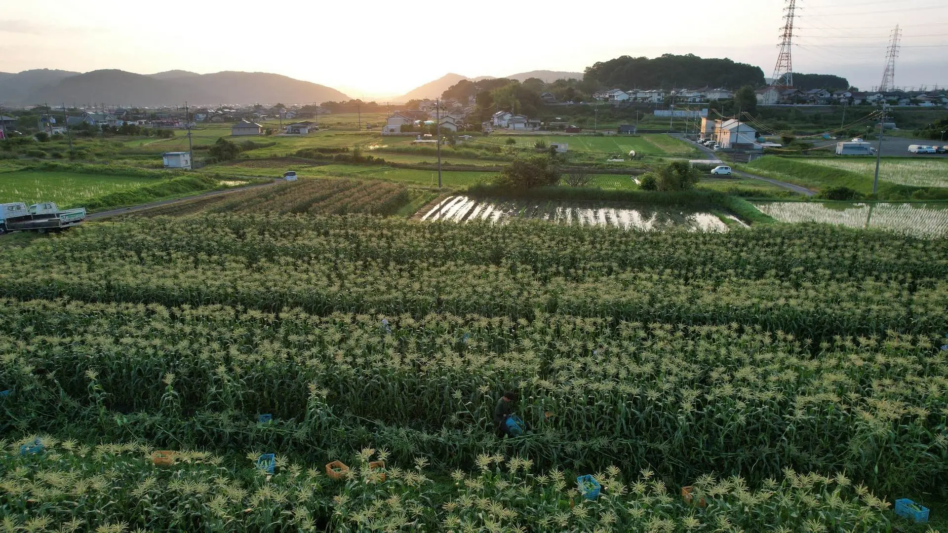 岡山の農地 – 晴れの国の青空と広大な畑